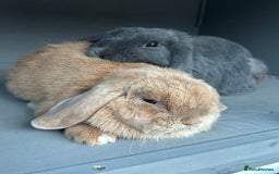 Mini Lop rabbits for sale: Pair of beautiful mini lops - Image 4