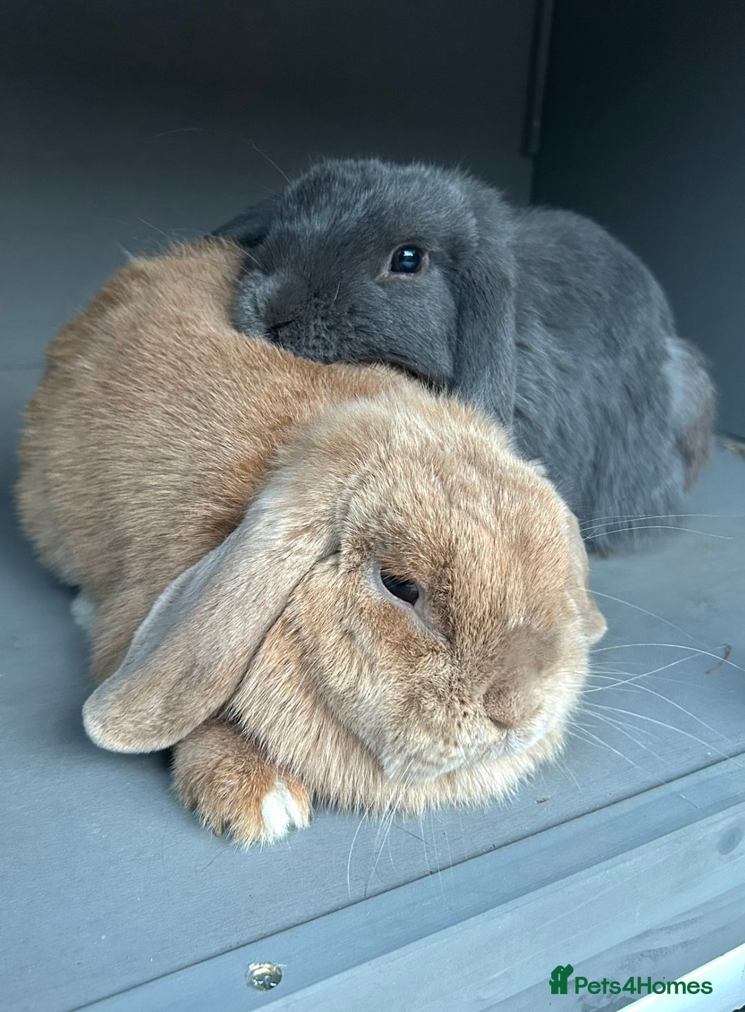 Mini Lop rabbits for sale: Pair of beautiful mini lops - Image 4