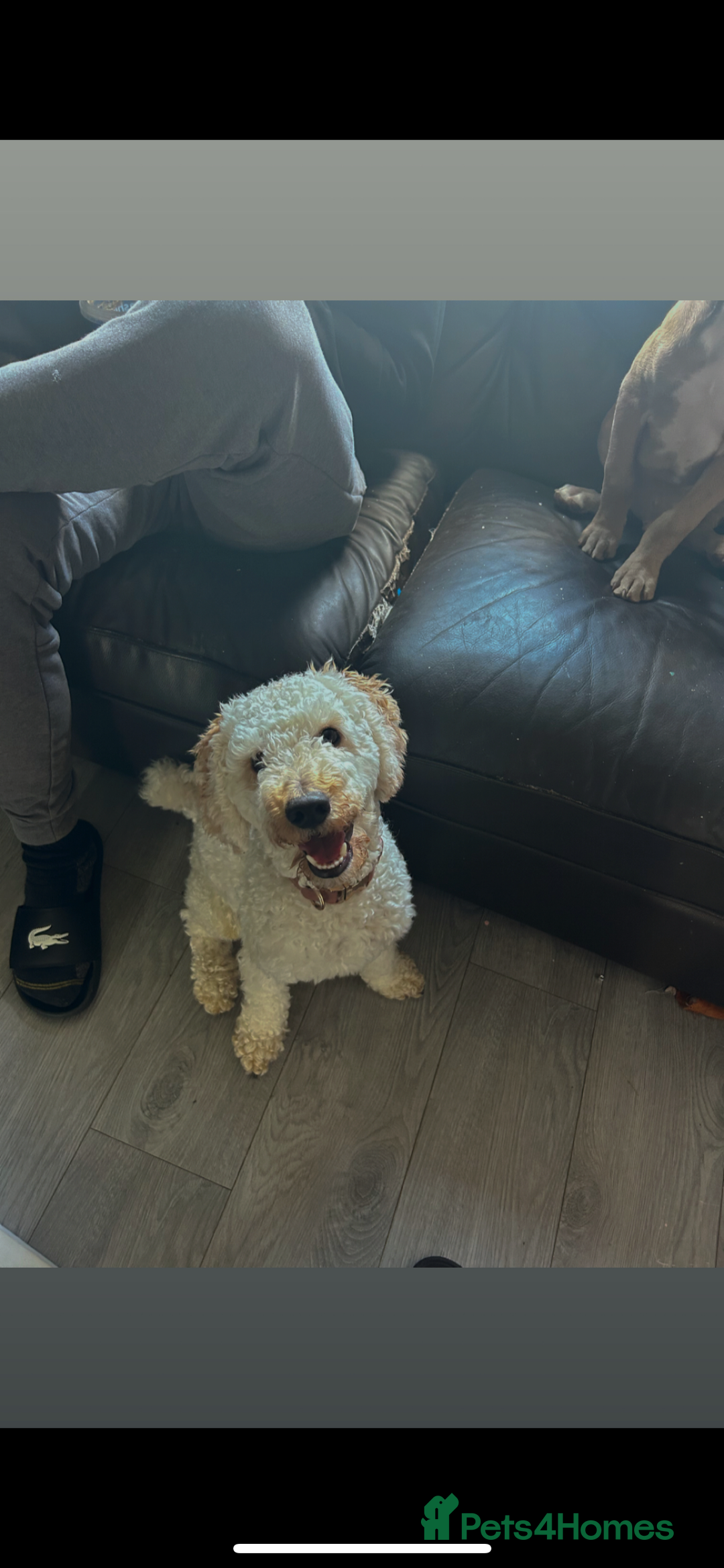 Poochon dogs for sale: Bruce and Bruno  - Image 2