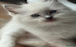 Ragdoll cats for sale: GCCF registered Blue mitted Ragdoll kittens - Image 1