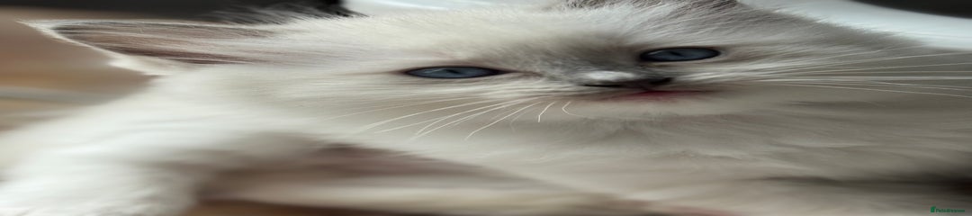 Ragdoll Kitten 1