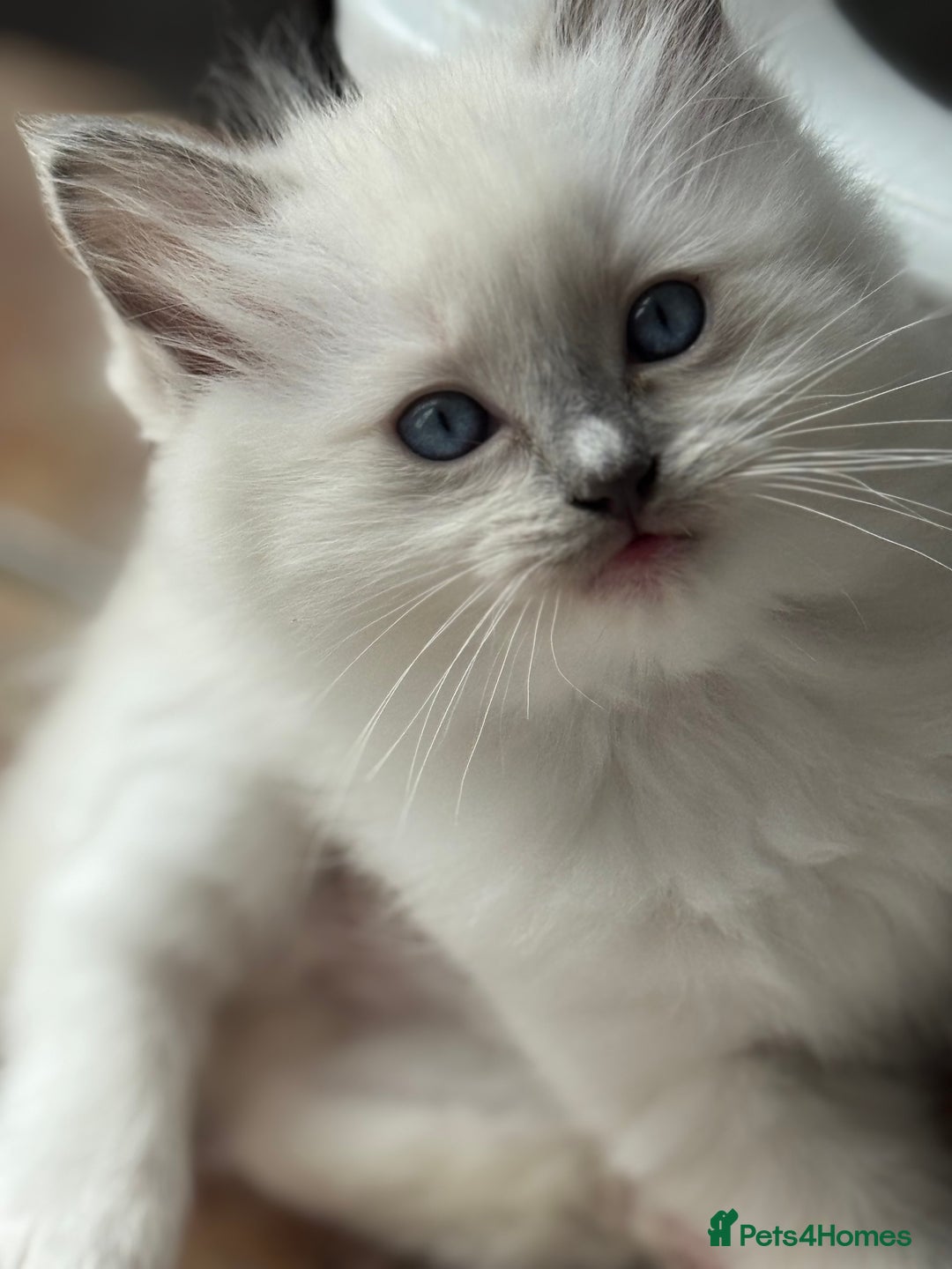 Ragdoll cats for sale: GCCF registered Blue mitted Ragdoll kittens - Image 1