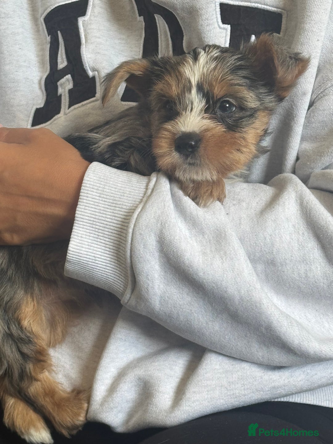 Yorkshire Terrier dogs for sale: Chocolate Merle yorkshire terrier  - Image 9