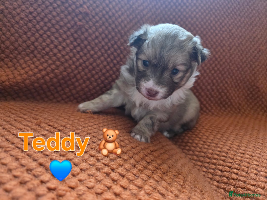 Pomsky dogs for sale: Pomsky F3b for sale - Image 3