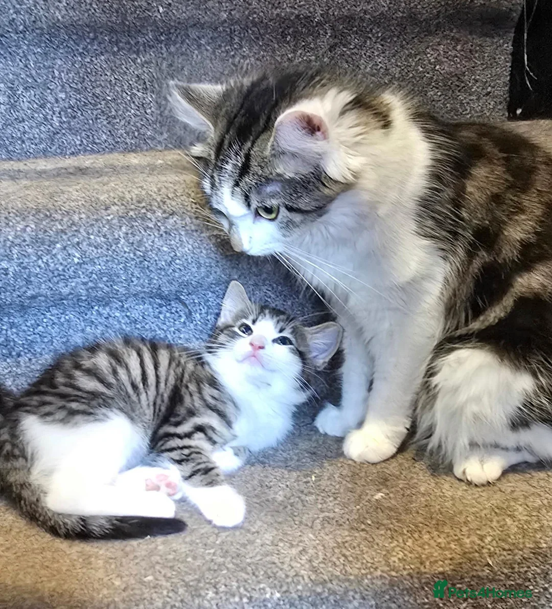 Mixed Breed cats for sale: X4 gorgeous kittens available - Advert 1