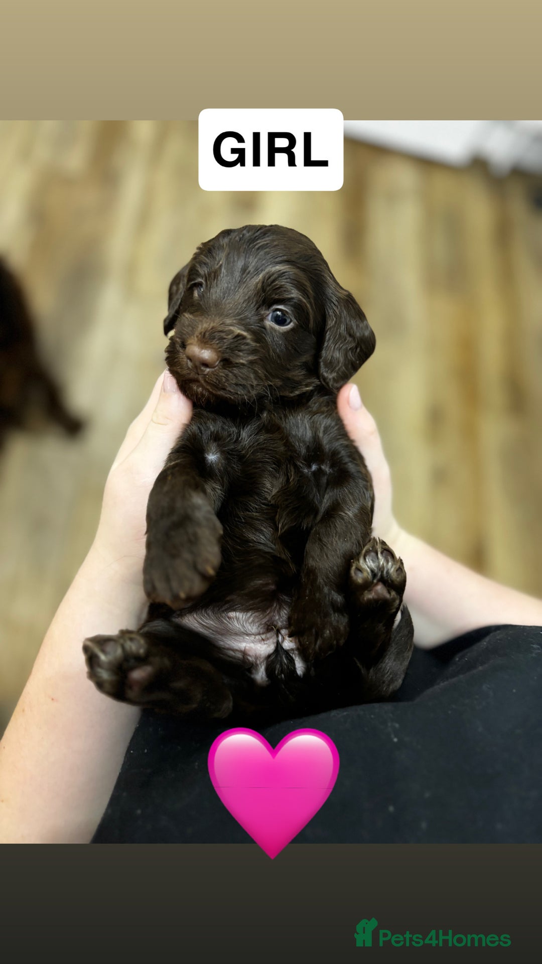Cockapoo dogs for sale: Cockapoos - Advert 6