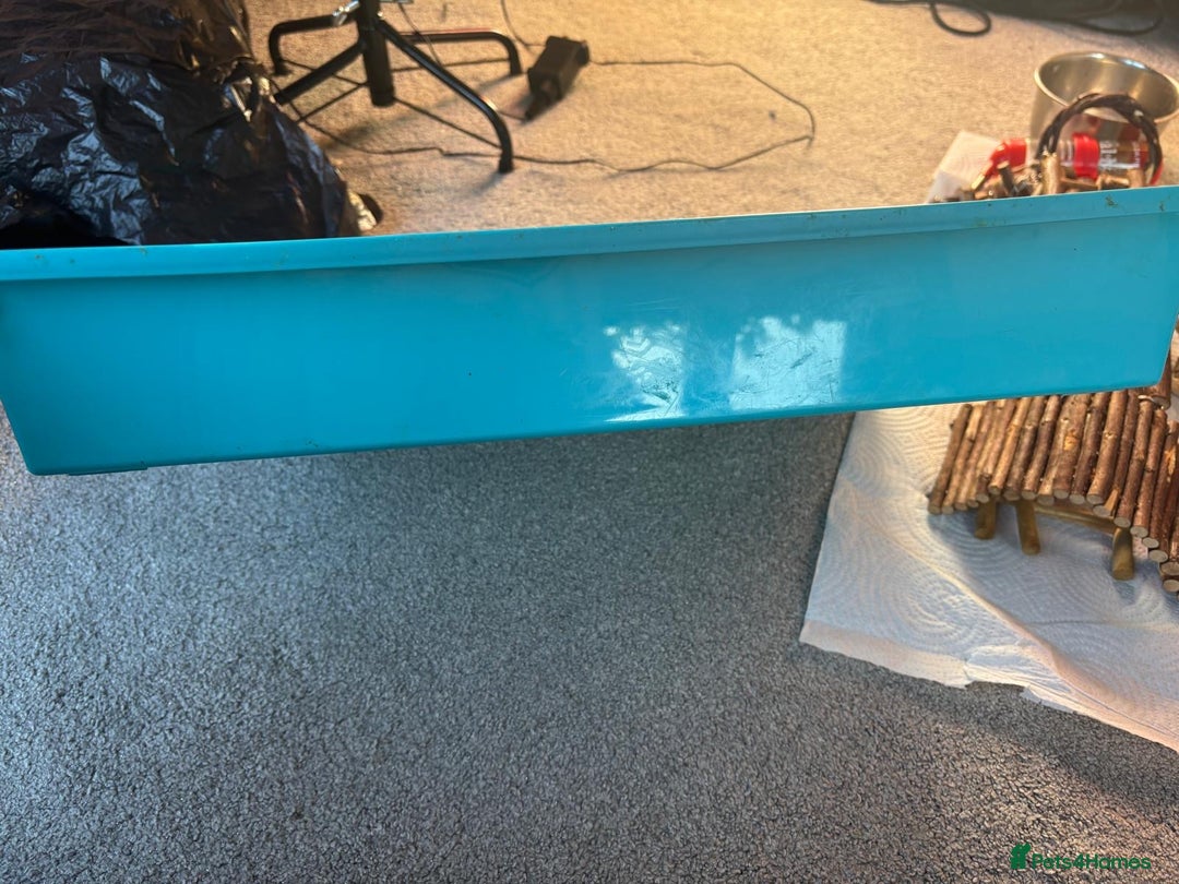 Rat rodents for sale: Dumbo Rats - Advert 8