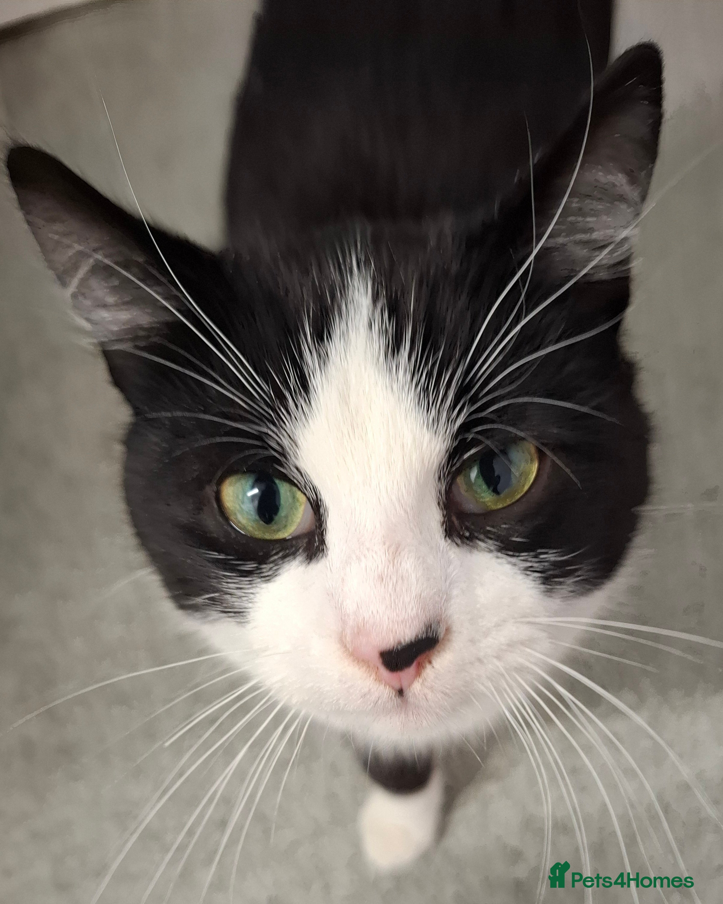 Mixed Breed cats Playful Kitten - Advert 2