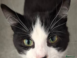 Mixed Breed cats Playful Kitten - Advert 2