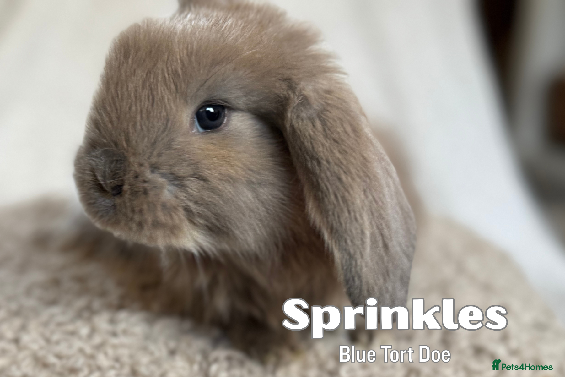 French Lop rabbits ❤️ Hand Raised French Lop Babies - Advert 1