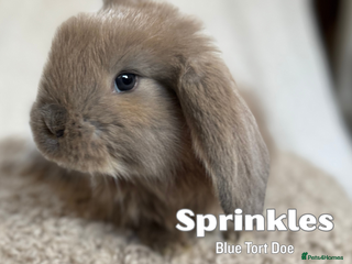 French Lop rabbits ❤️ Hand Raised French Lop Babies - Advert 1