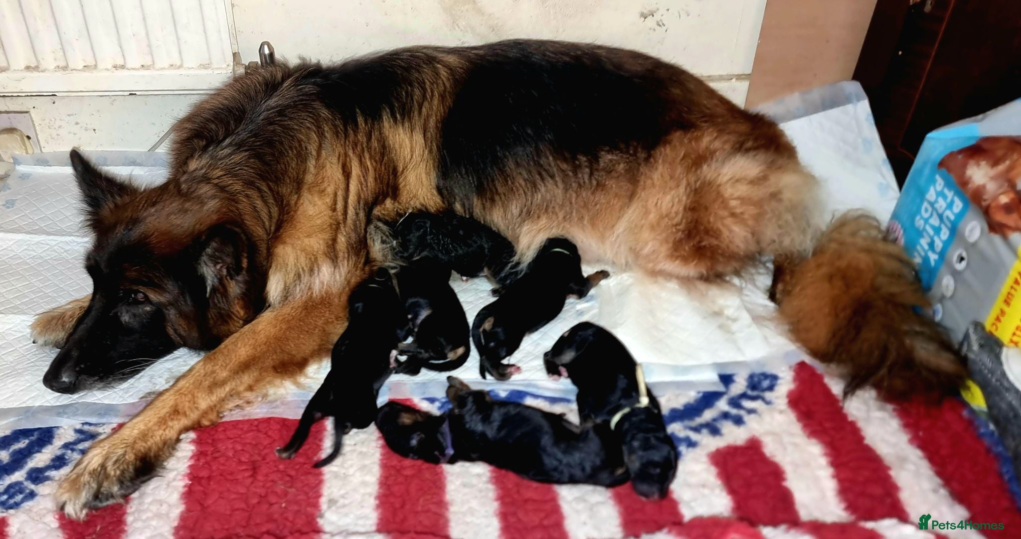 German Shepherd dogs German Shepherd puppies  - Advert 1
