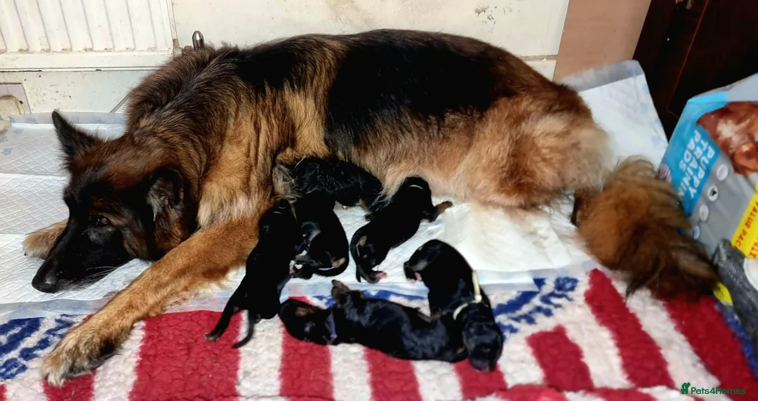 German Shepherd dogs for sale: German Shepherd puppies  - Advert 1