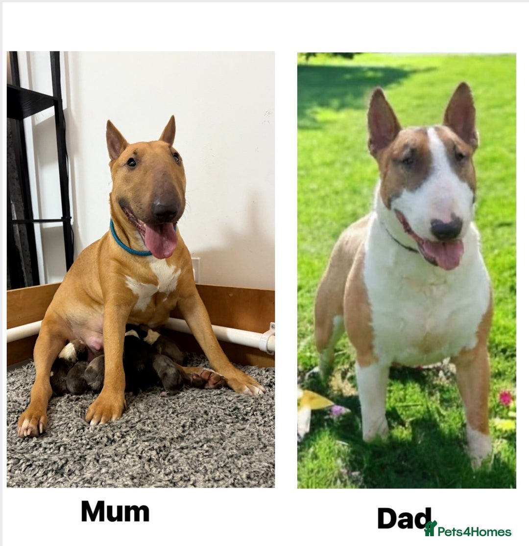 English Bull Terrier dogs for sale: KS-registered English Bull Terrier Puppies  - Advert 8