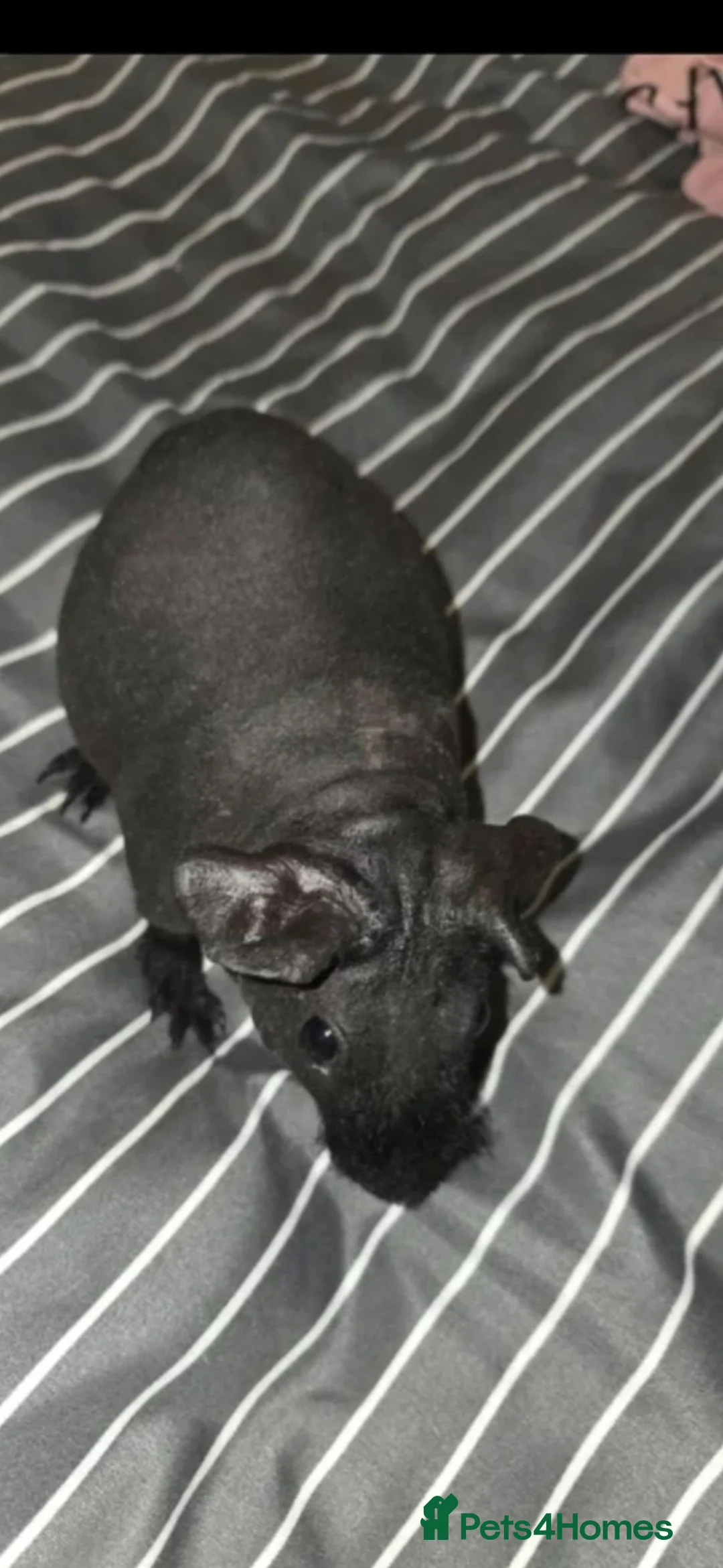 Guinea Pig rodents for sale: Skinny/warewolf guinea pigs  - Advert 2
