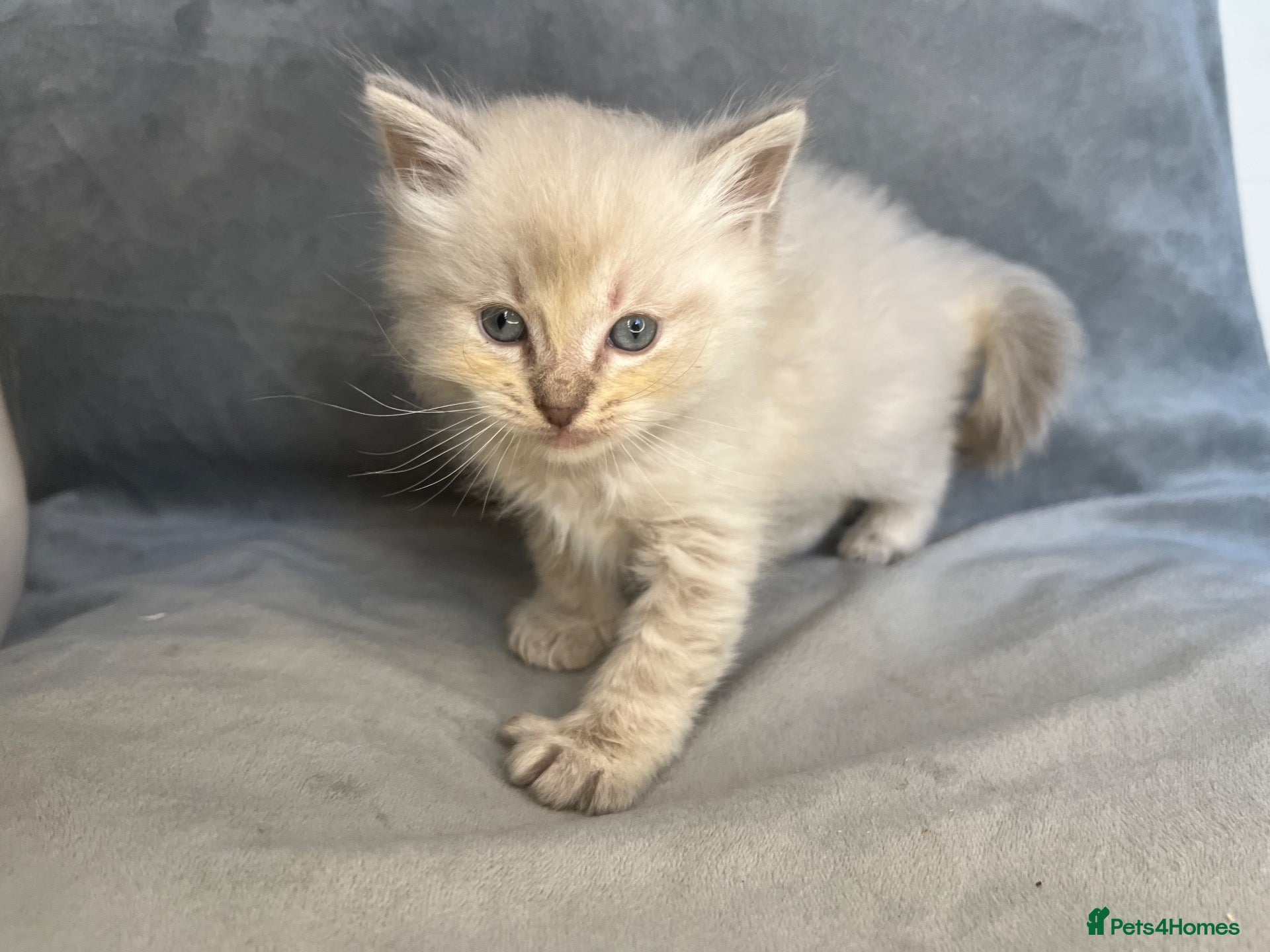 Ragdoll cats Beautiful mink ragdoll kittens all male  - Advert 2
