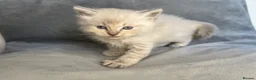 Ragdoll cats for sale: Beautiful mink ragdoll kittens all male  - Advert 1