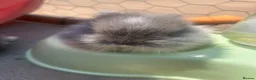 Mini Lion Lop rabbits for sale: lop x Lion head baby bunnies  - Advert 11