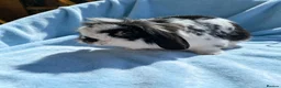 Mini Lion Lop rabbits for sale: Breeding pair of mini lion lops plus babies - Advert 22