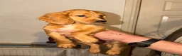 Cocker Spaniel dogs for sale: Working cocker spaniel puppies ready now - Advert 5