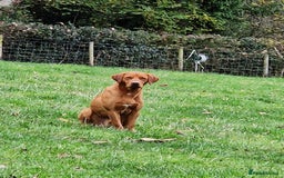 Labrador Retriever dogs for stud: Fully Health tested fox red Labrador for stud in Holywell - Image 1