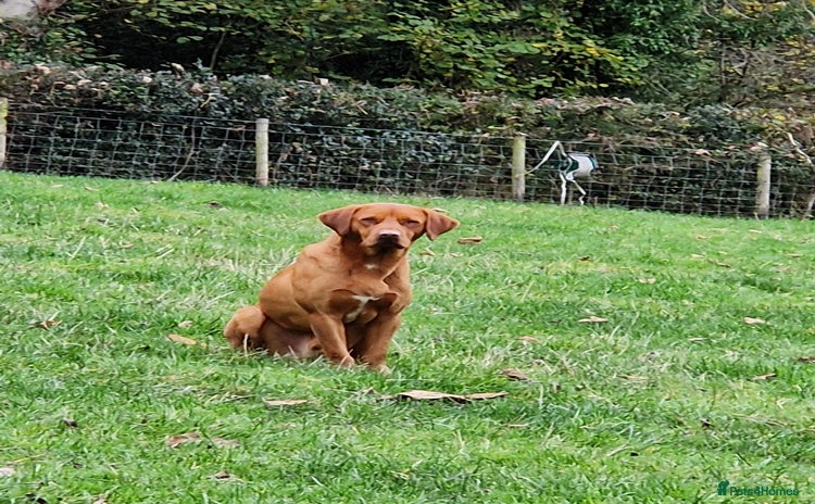 Labrador Retriever dogs in Holywell - Advert 1