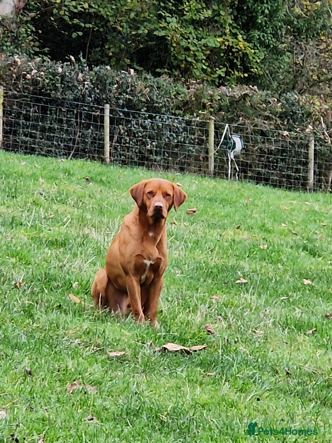 Labrador Retriever dogs for stud: Fully Health tested fox red Labrador for stud in Holywell - Image 1