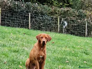 Labrador Retriever dogs Fully Health tested fox red Labrador for stud in Holywell - Advert 22
