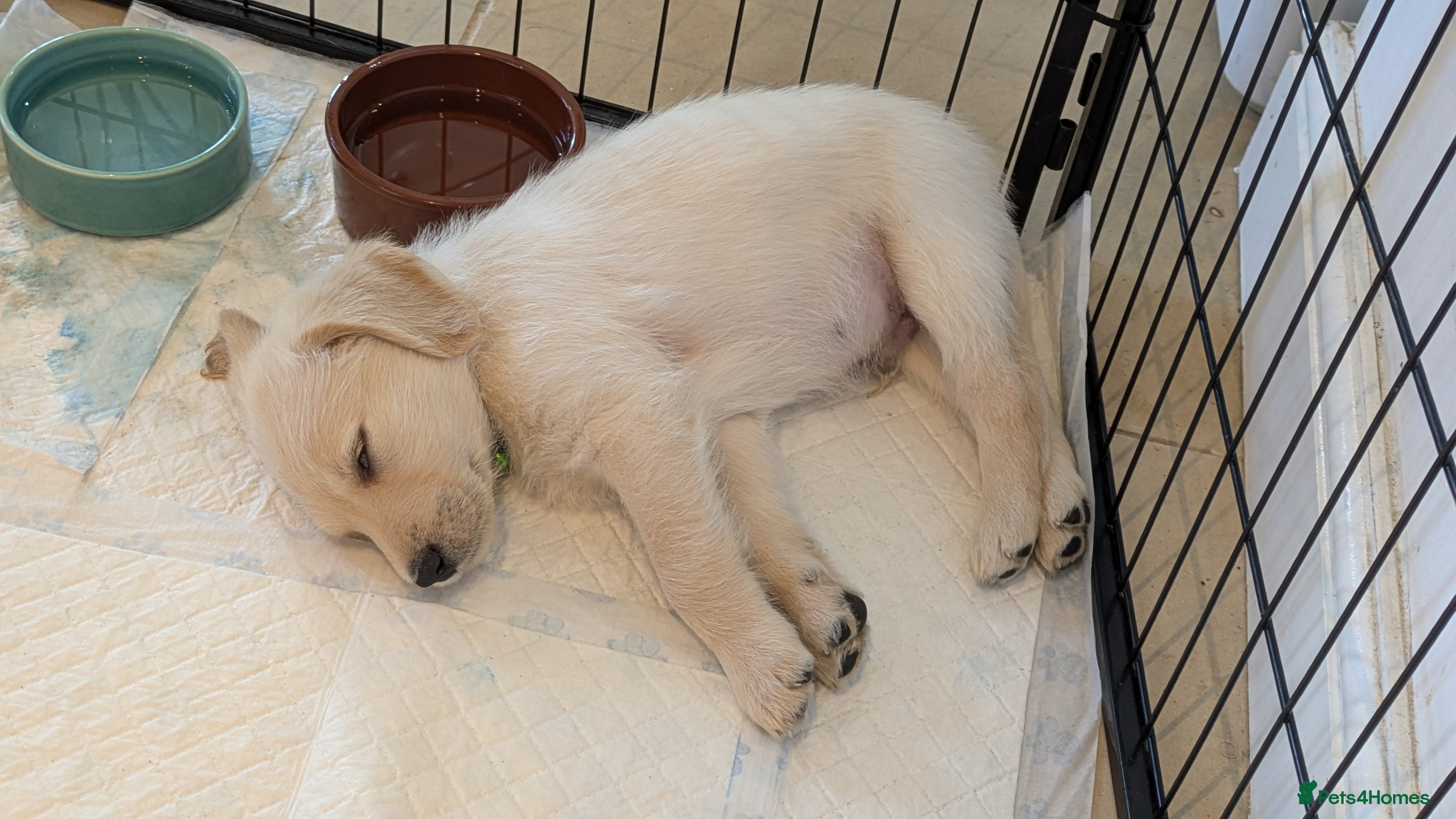 Labradoodle dogs Golden Labradoodle / Doubledoodle Puppies Viewings - Advert 2