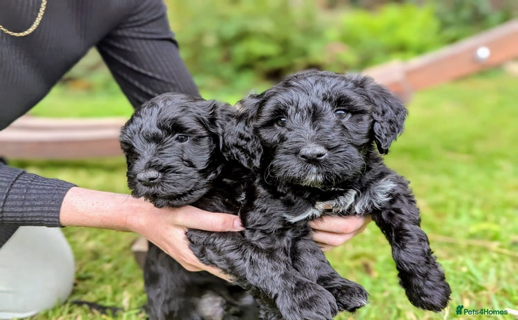 Portuguese Water Dog dogs in Oakham - Advert 1