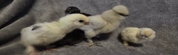 Chickens poultry for sale:  NEW 2026 USA  silkie/ silkies chick's  - Advert 7