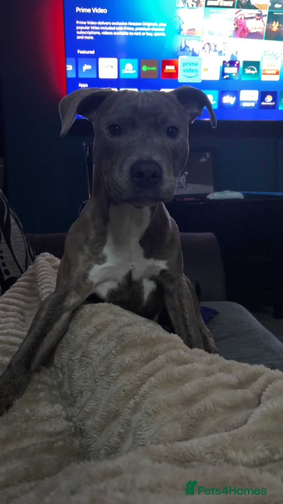 Staffordshire Bull Terrier dogs for sale: 5⭐HOME ONLY! Male Staffy - Advert 2