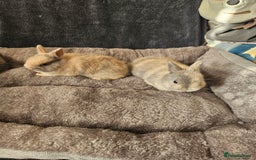 Netherland Dwarf rabbits for sale: Harlequin Netherland Dwarf boys - Advert 6