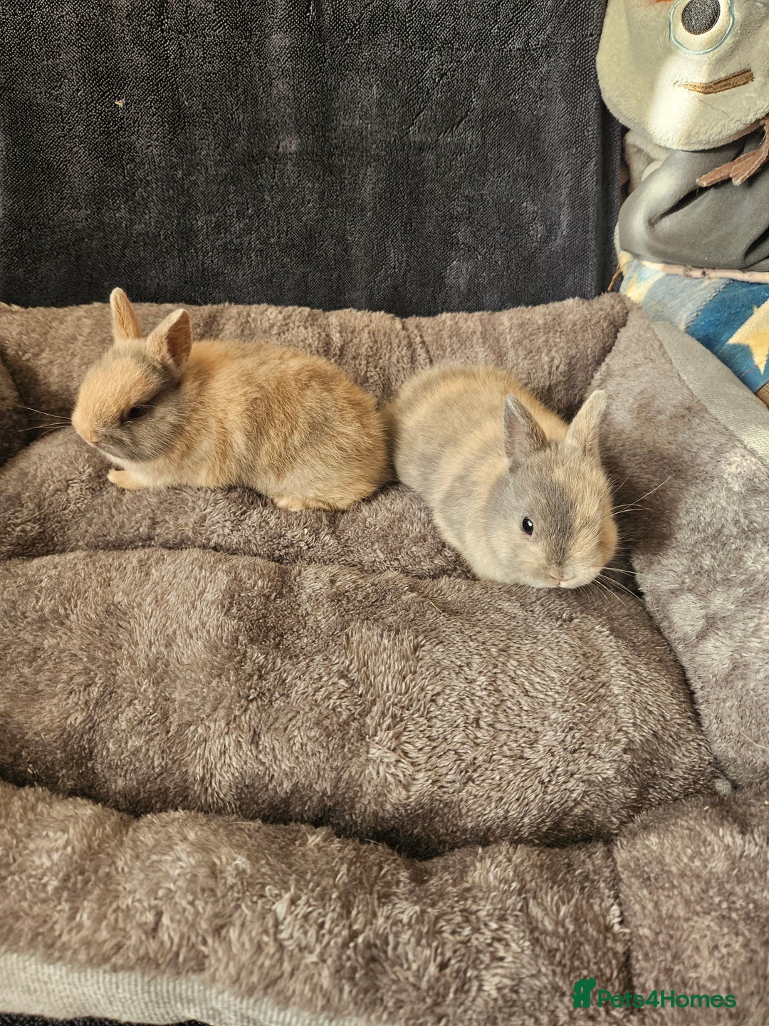 Netherland Dwarf rabbits for sale: Harlequin Netherland Dwarf boys - Advert 6