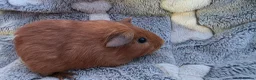 Guinea Pig rodents for sale: I have some teddy cross babies available 2 reserve - Advert 4