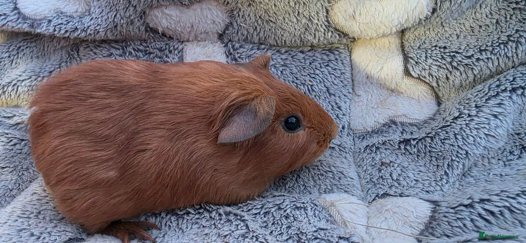 Guinea Pig rodents for sale: I have some teddy cross babies available 2 reserve - Advert 7