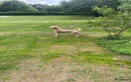 Goldendoodle dogs for sale: F1b Goldendoodles available for reservation - Image 26