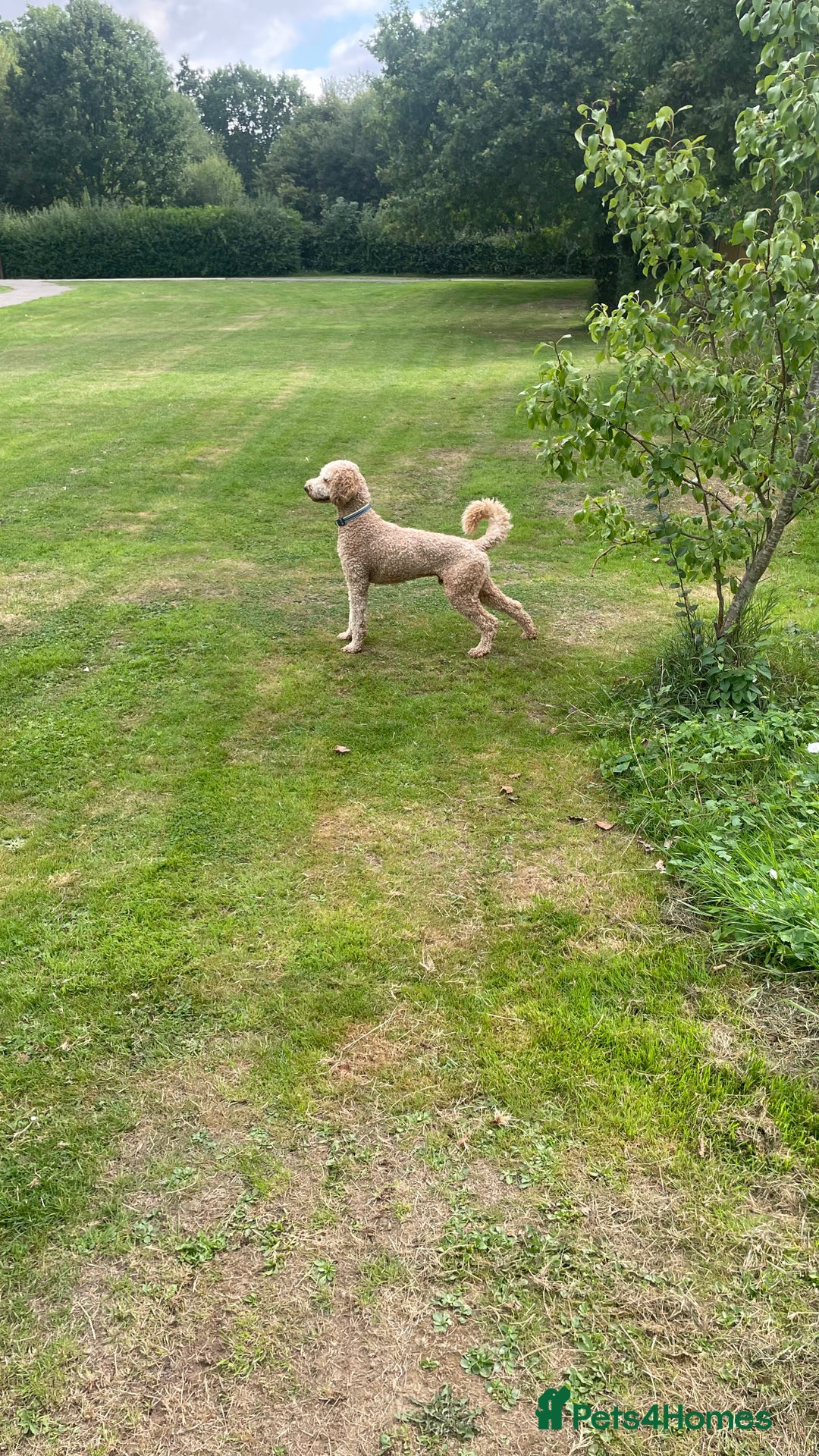 Goldendoodle dogs for sale: F1b Goldendoodles available for reservation - Image 26