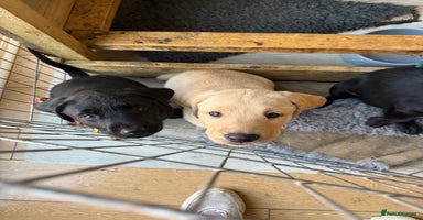 Labrador Retriever dogs - Advert 4