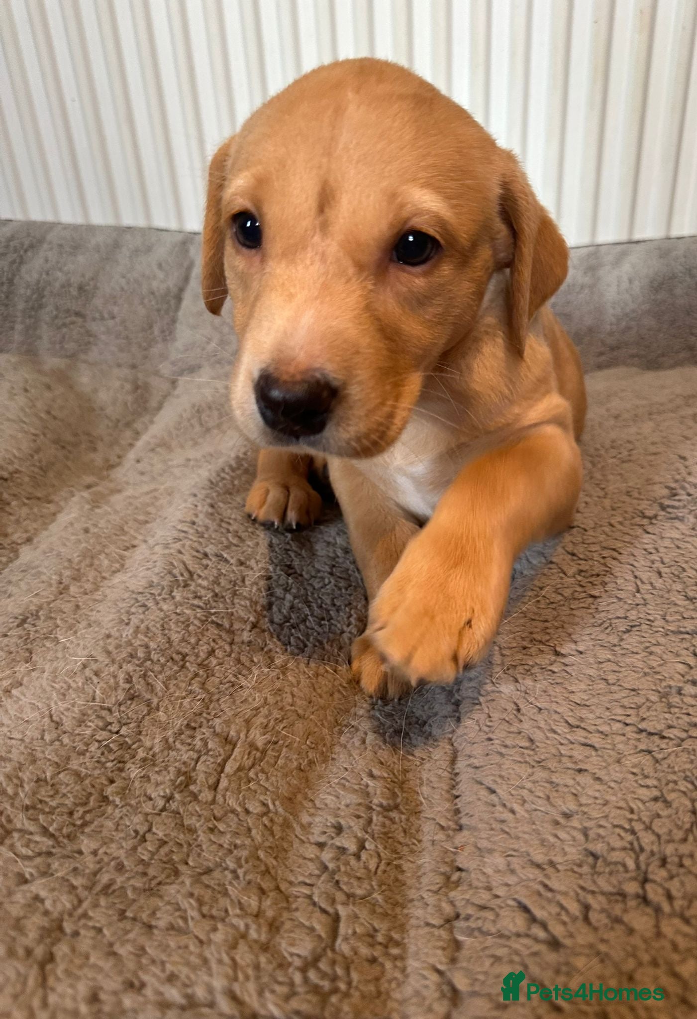 Labrador Retriever dogs Red fox Labrador pups  - Advert 2