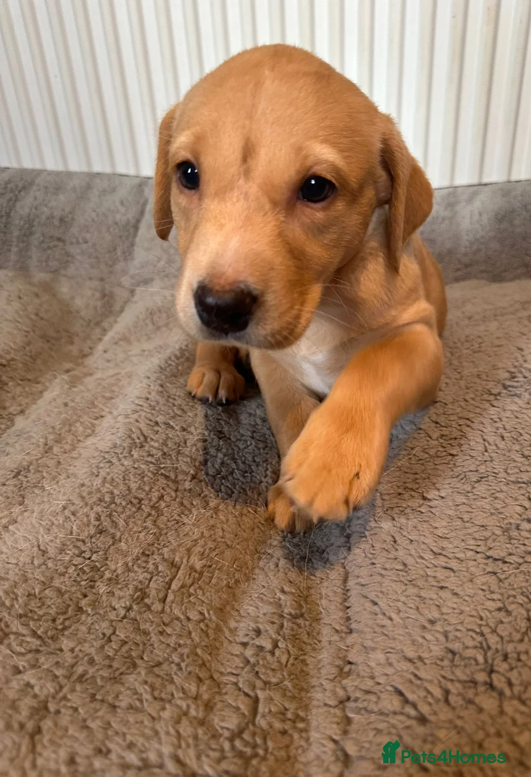 Labrador Retriever dogs for sale: Red fox Labrador pups  in Evesham - Advert 2