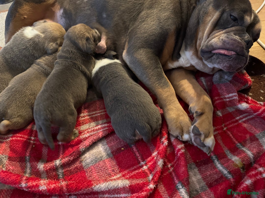 Olde English Bulldogge dogs for sale: Stunning Olde English Bulldog puppies - Advert 14