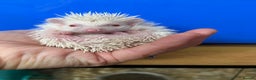 Pygmy Hedgehog rodents for sale: Jet black /albino/assorted baby hoglets ready now! - Advert 13