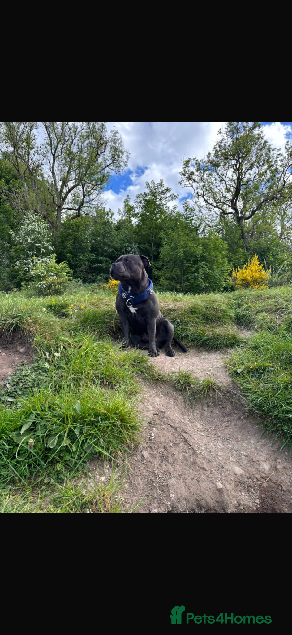 Staffordshire Bull Terrier dogs for stud: Blue Staffordshire Bull Terrier for Stud in Dundee - Advert 2
