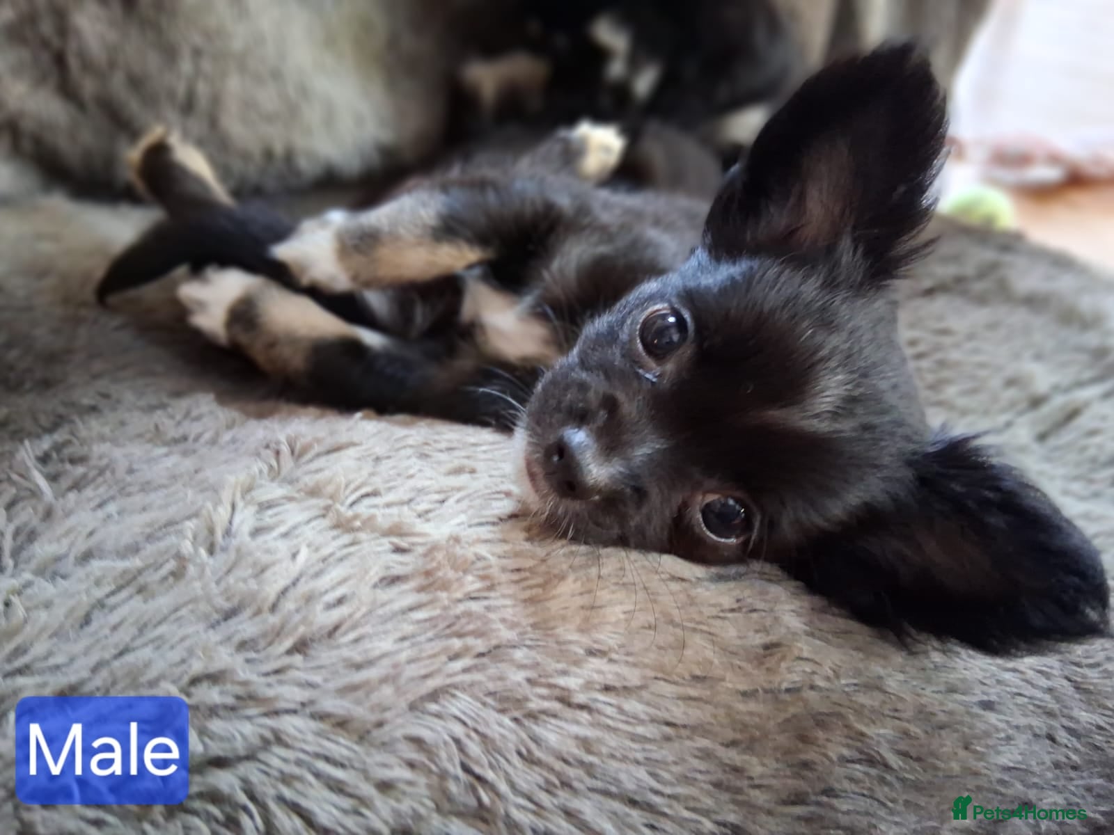 Chihuahua dogs Quality Longhair Chihuahua Puppies - Advert 1