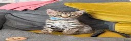 Bengal cats for sale: LAST ONE LEFT - MALE ✨GLITTER Coat✨Bengal kittens  - Advert 14