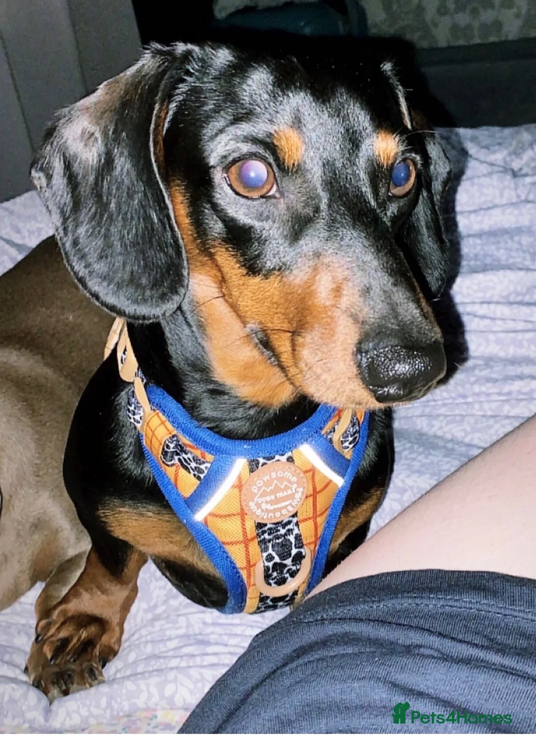 Dachshund dogs for sale: Puppies  - Advert 2