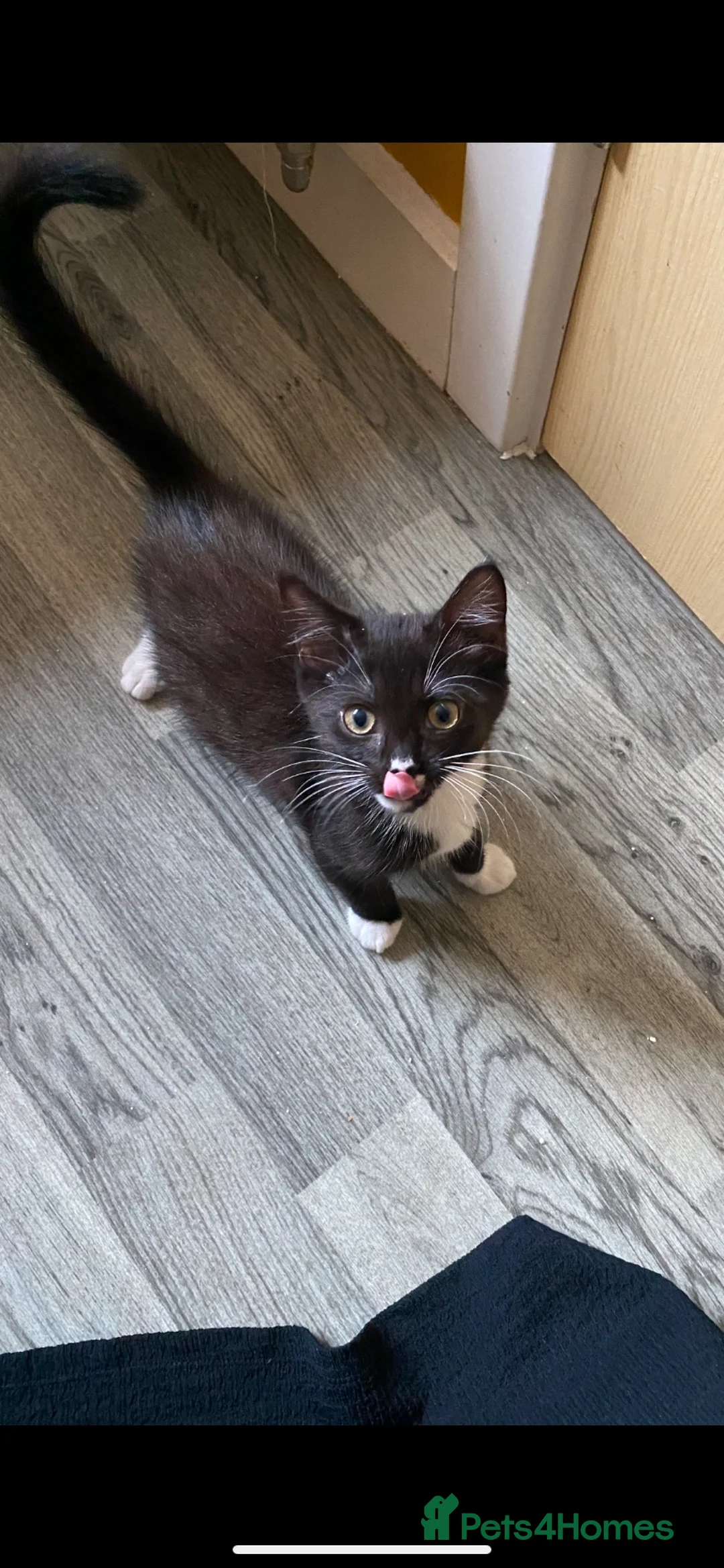 Domestic Shorthair cats for sale: Beautiful black and white kittens - Advert 4