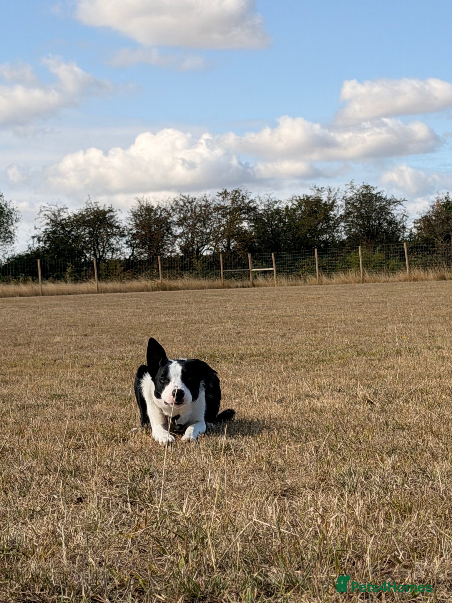 Smooth Collie dogs 11 month old border collie - Jax  - Advert 1