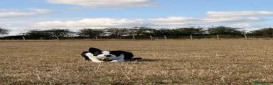 Smooth Collie 1